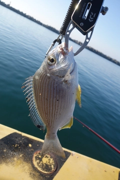 ヘダイの釣果