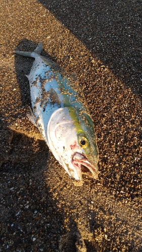 ツバスの釣果