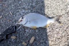 ヘダイの釣果