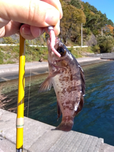 アナハゼの釣果