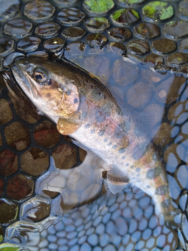 アメマスの釣果