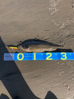 シタビラメの釣果