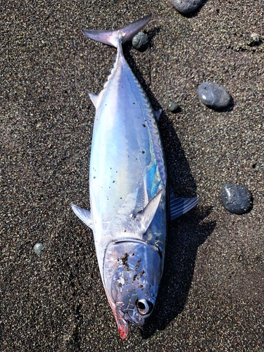 ソウダガツオの釣果