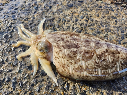 コウイカの釣果