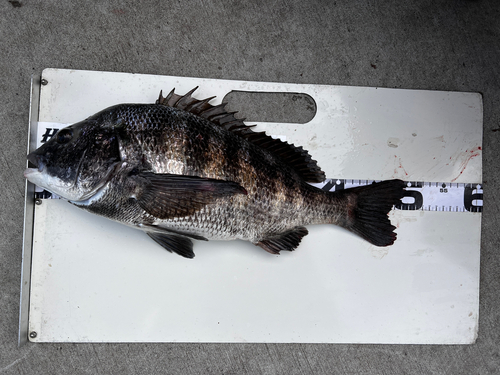 クロダイの釣果