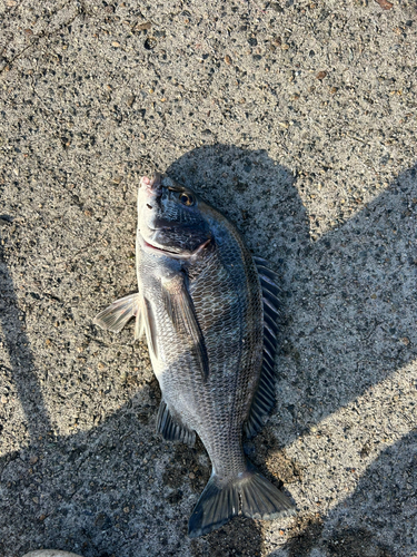 クロダイの釣果