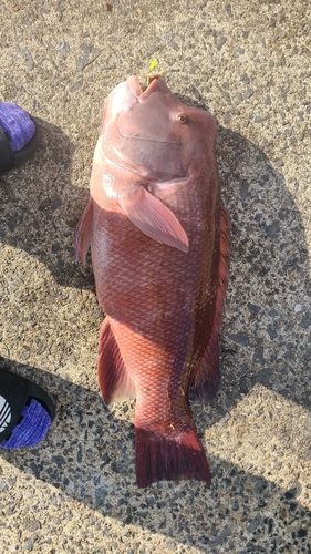 コブダイの釣果