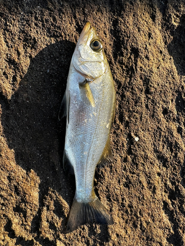 セイゴ（マルスズキ）の釣果