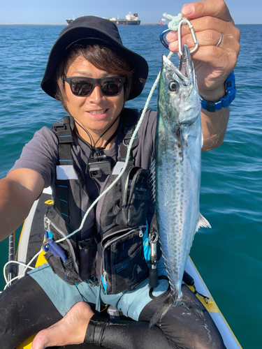 サゴシの釣果