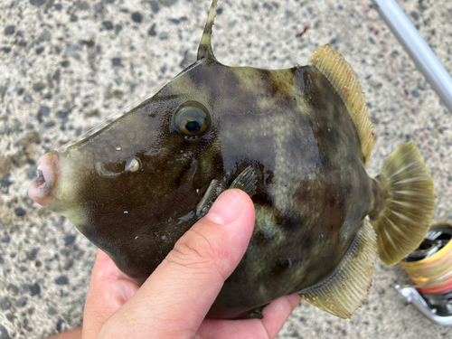 カワハギの釣果