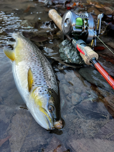 ブラウントラウトの釣果