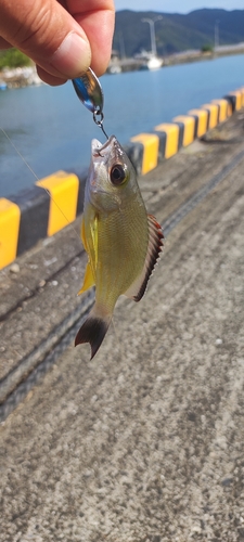 オキフエダイの釣果