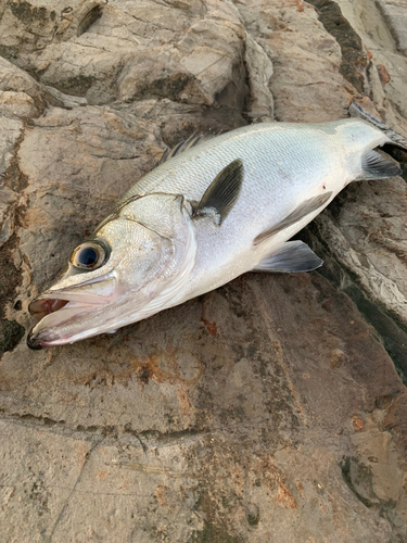 ヒラスズキの釣果