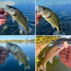 ブラックバスの釣果