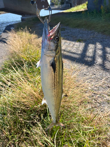 サゴシの釣果