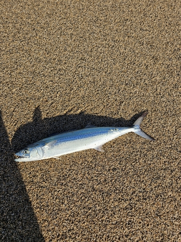 サゴシの釣果