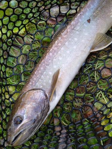 アメマスの釣果