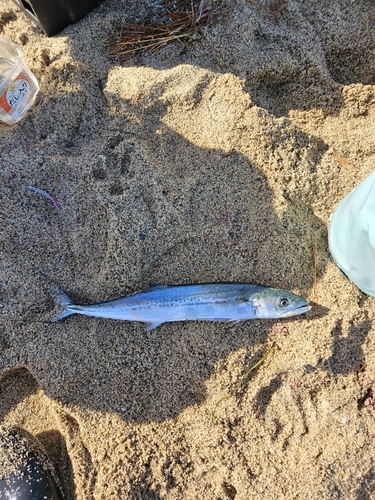 サゴシの釣果