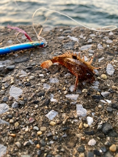 ハオコゼの釣果