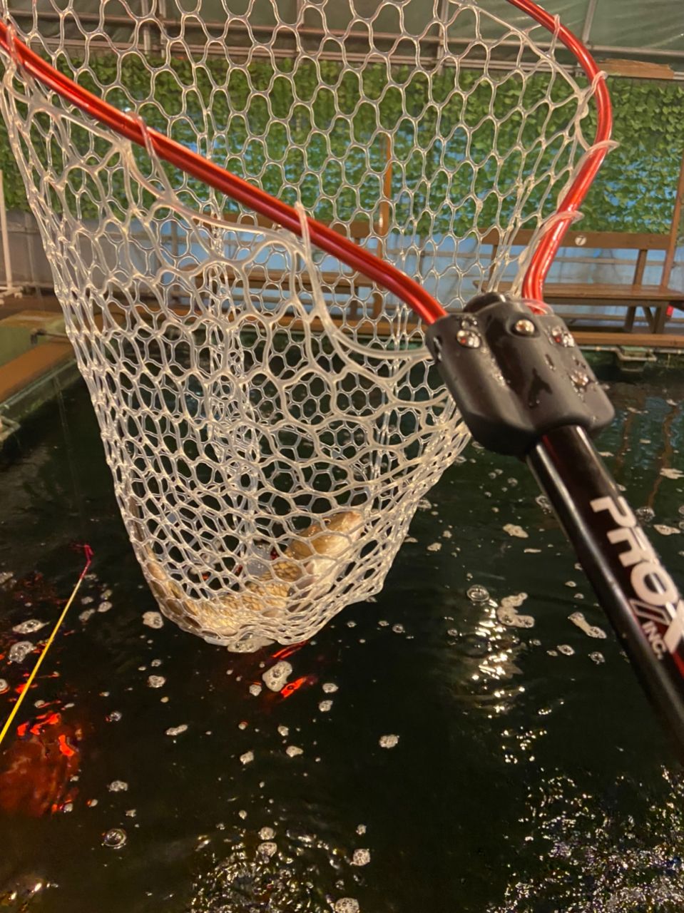 ボンバーボブ さんの 2023年10月24日のコイの釣り・釣果情報(福島県 - アミューズパーク福島スーパーフィッシング) - アングラーズ