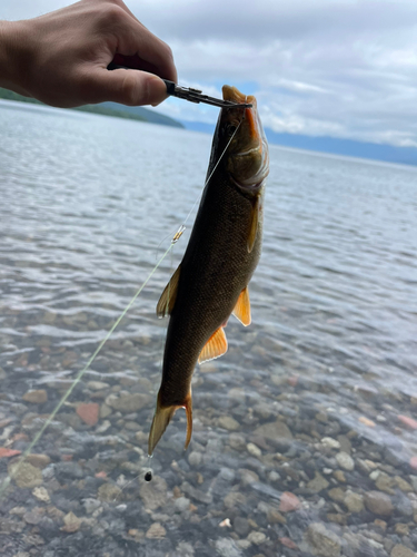 ウグイの釣果