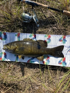 スモールマウスバスの釣果