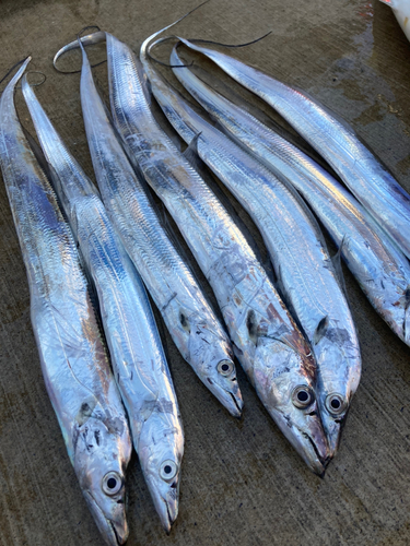 タチウオの釣果