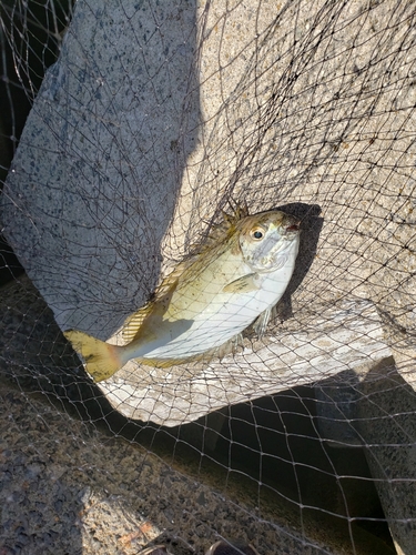 バリの釣果