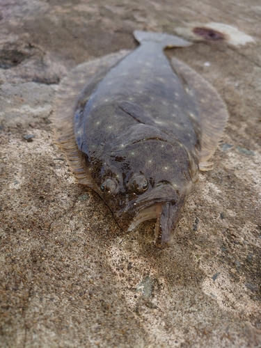 ヒラメの釣果