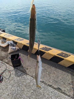 カマスの釣果