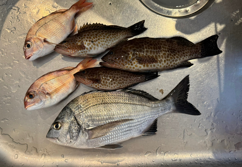 クロダイの釣果