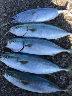 ハマチの釣果