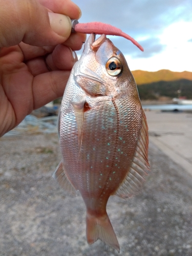 タイの釣果