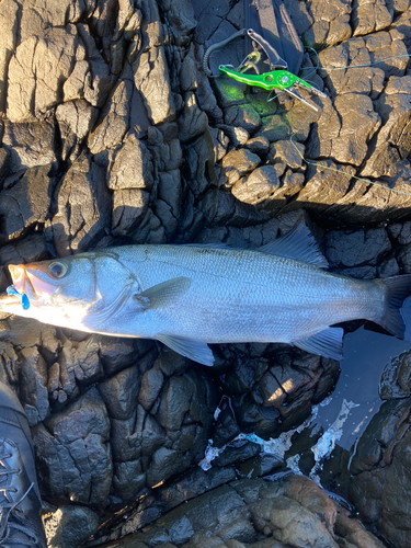 ヒラスズキの釣果