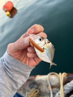 シマヒイラギの釣果