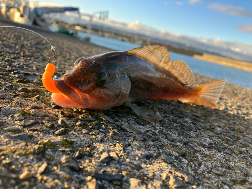 アイナメの釣果