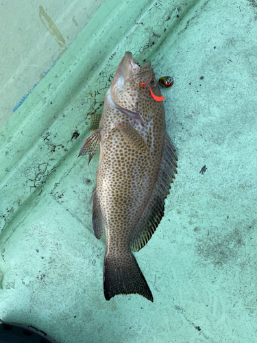 オオモンハタの釣果