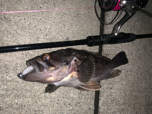 クロソイの釣果