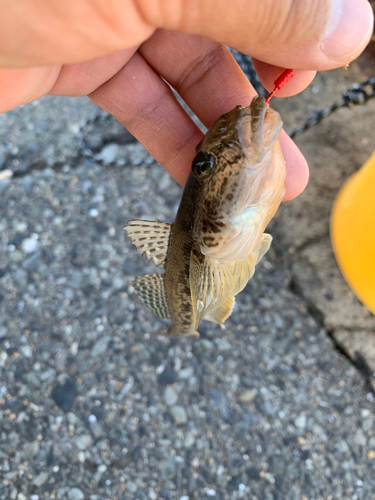 マハゼの釣果