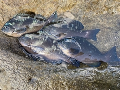 メジナの釣果