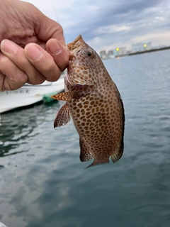 オオモンハタの釣果