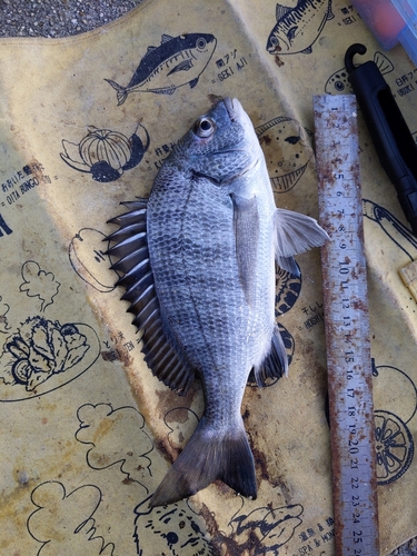 クロダイの釣果