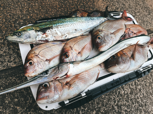 マダイの釣果