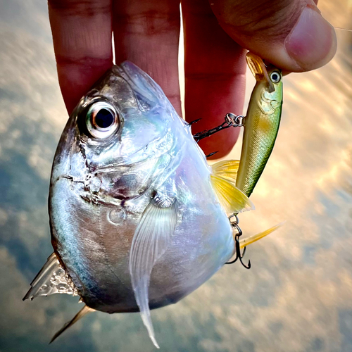 ロウニンアジの釣果