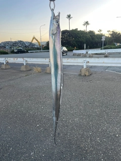 タチウオの釣果