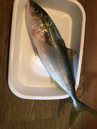 ツバスの釣果