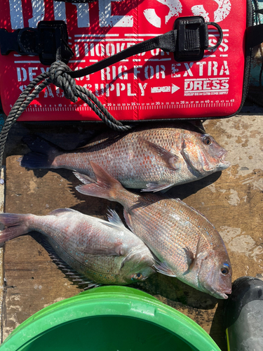 タイの釣果