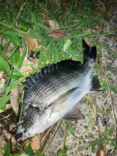 クロダイの釣果