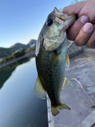 ラージマウスバスの釣果