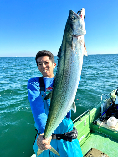 サワラの釣果